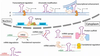 Non-coding RNA Contribution to Thoracic and Abdominal Aortic Aneurysm Disease Development and Progression